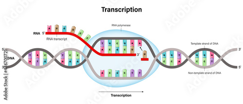 Transcription. DNA directed synthesis of RNA. photo
