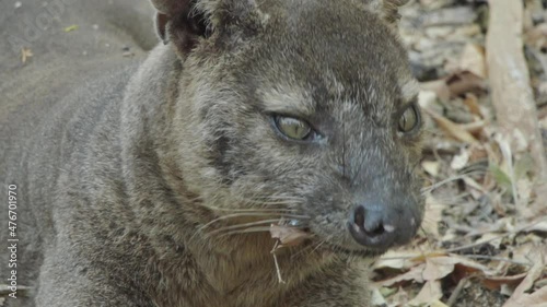 portrait of fossa: front view of face yawning and sniffing with dry leaves in background photo