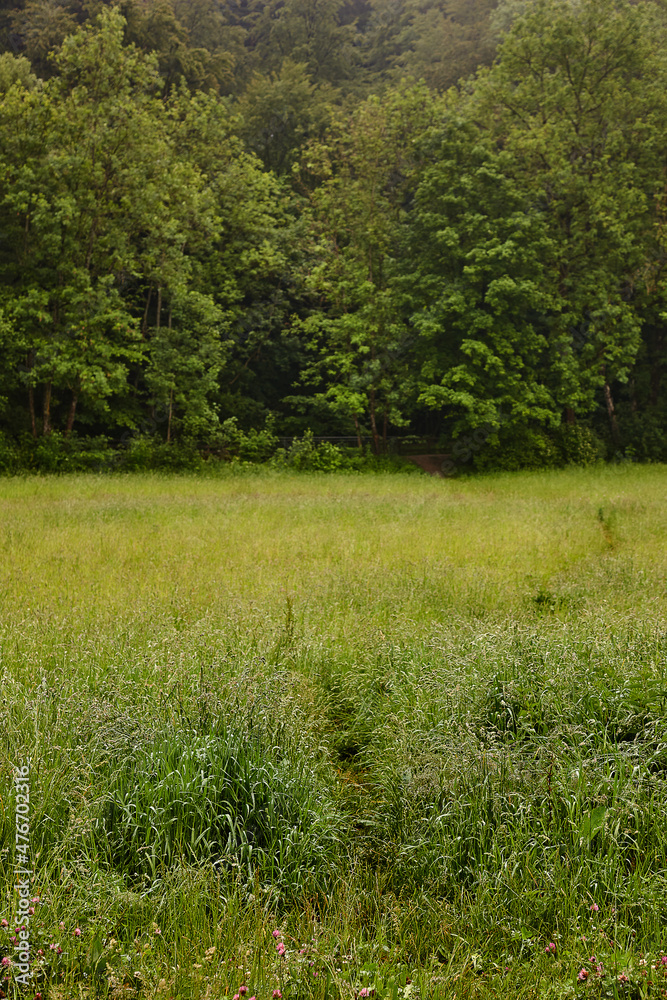 Obraz premium Unberührte Waldwiese