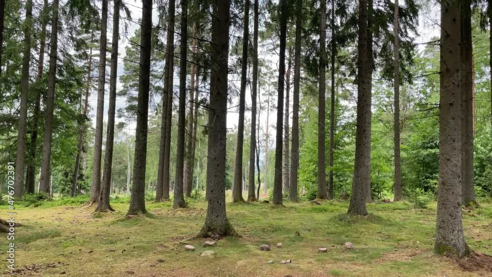 wind still calmness in the forest wind still calmness in the forest
