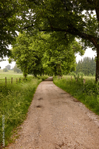 Forstweg unter Bäumen