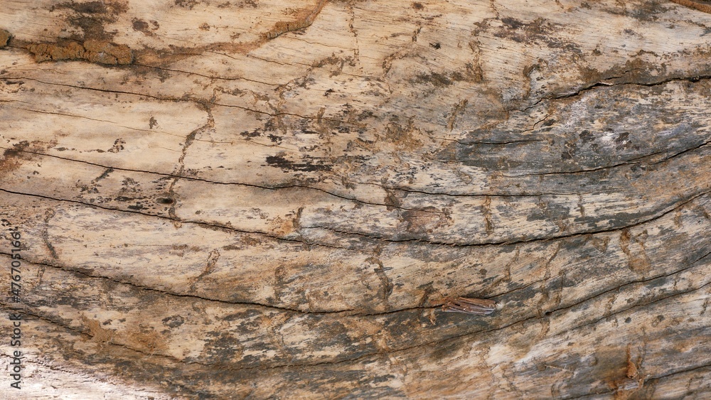 Bark from brown trees, rough surfaces, aging trunks. For making backgrounds or design designs. Bark from brown trees, rough surfaces, aging trunks. For making backgrounds or design designs.