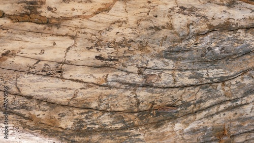Bark from brown trees, rough surfaces, aging trunks. For making backgrounds or design designs.