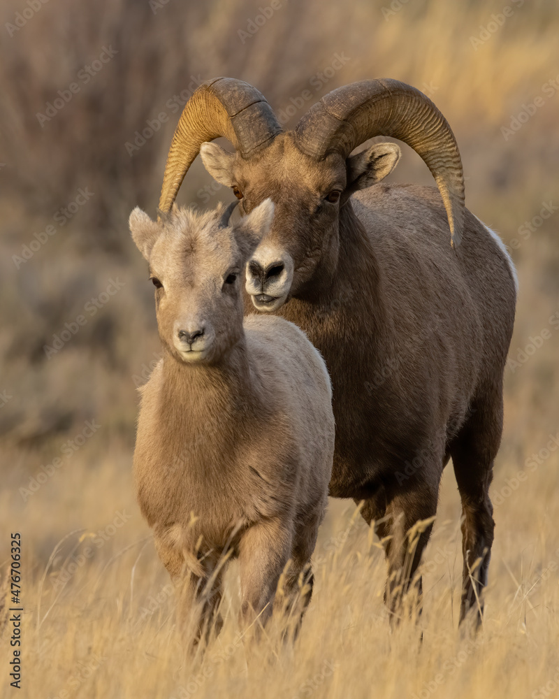 Bighorn sheep during the rut Bighorn sheep during the rut