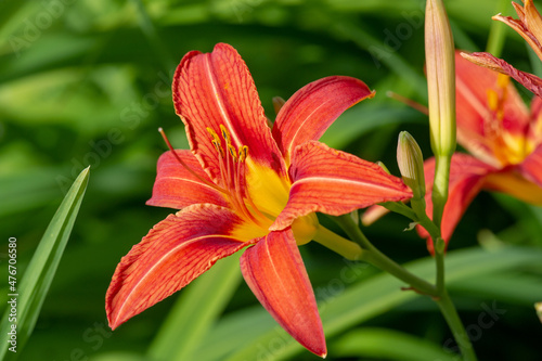 Lilium lancifolium - growing in China, Japan, Korea and the Far East of Russia. ornamental plant of orange-black flowers, which has become naturalized in many scattered places in eastern North America