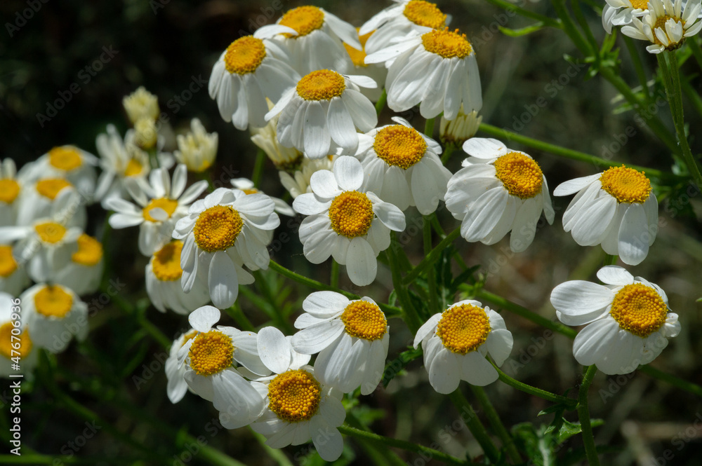 Matricaria chamomilla, in Latin one of the values of the matrix is the