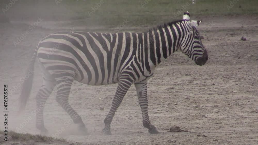 Zebra shaking itself stirring up sand, walks away leaving behind a cloud of dust Zebra shaking itself stirring up sand, walks away leaving behind a cloud of dust