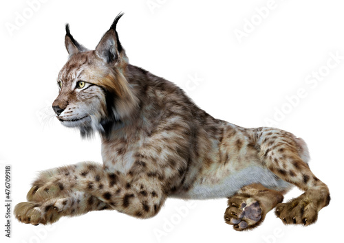 3D Rendering Lynx on White