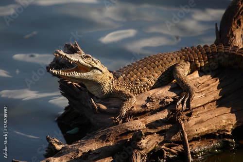 Fotografia Nilkrokodil / Nile crocodile / Crocodylus niloticus..