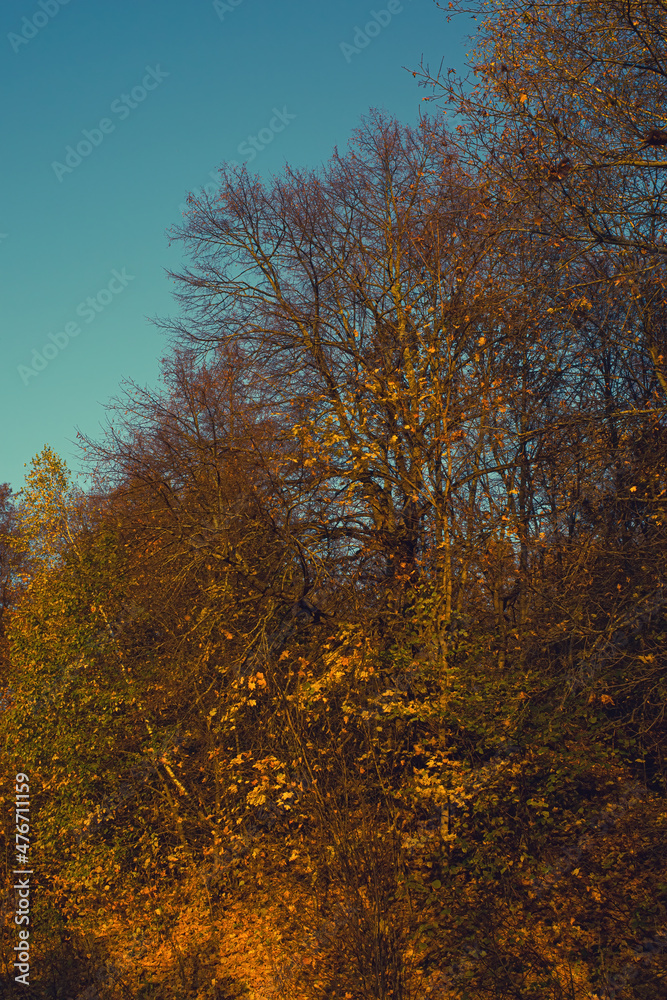 sunny evening in the forest