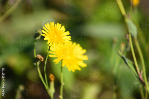 Yellow common sowthistle in bloom closeup view with blurred green plants on background