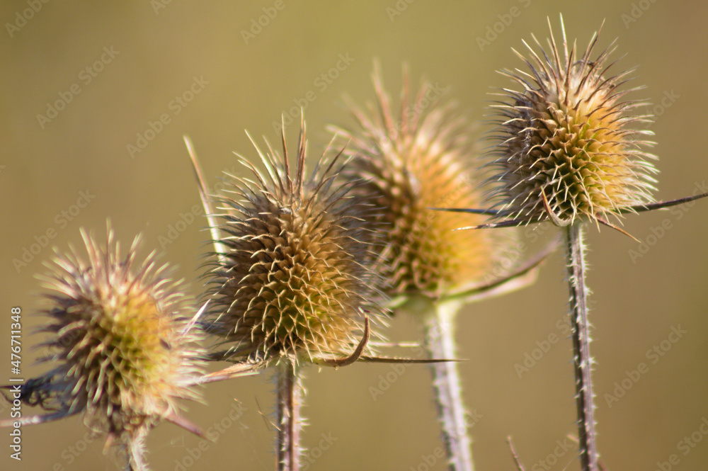 Cutleaf teasel seeds closeup view with blurred background Cutleaf teasel seeds closeup view with blurred background