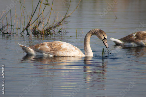 Young swan on lake closeup with rippled lake reflections