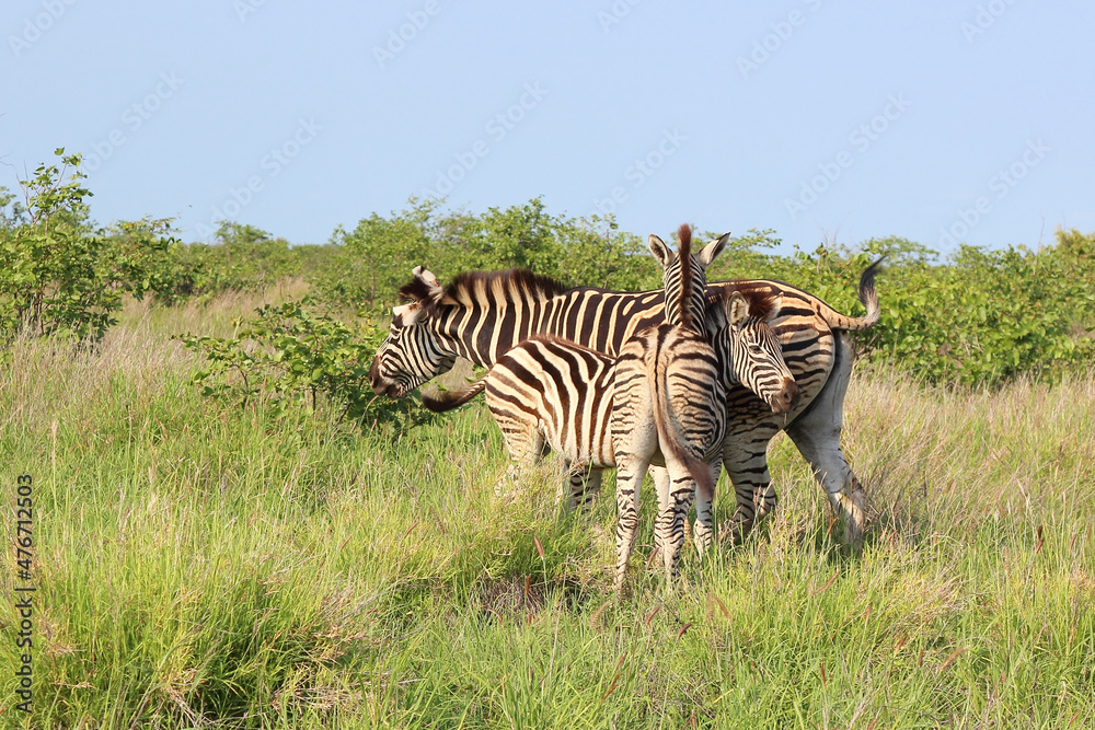 Naklejka premium Steppenzebra / Burchell's zebra / Equus burchellii..