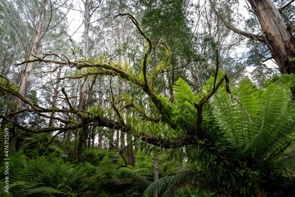 Reaching
- Mt Worth State Park, Victoria, Australia Reaching
- Mt Worth State Park, Victoria, Australia