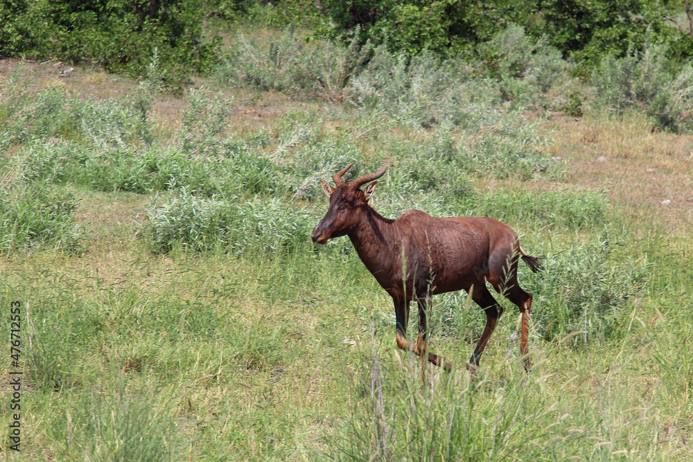 Leierantilope oder Halbmondantilope / Common tsessebe / Damaliscus lunatus. Leierantilope oder Halbmondantilope / Common tsessebe / Damaliscus lunatus.