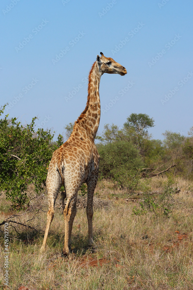Giraffe / Giraffe / Giraffa camelopardalis Giraffe / Giraffe / Giraffa camelopardalis