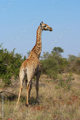 Giraffe / Giraffe / Giraffa camelopardalis