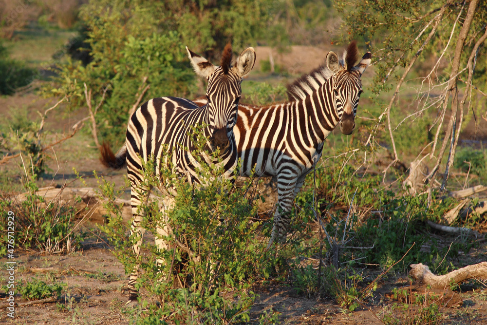 Obraz premium Steppenzebra / Burchell's zebra / Equus burchellii.