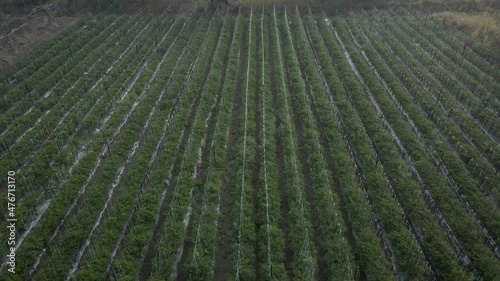 aerial drone shot footage of tomato cultivation farm in the morning. green agricultural land in India. small crops in field