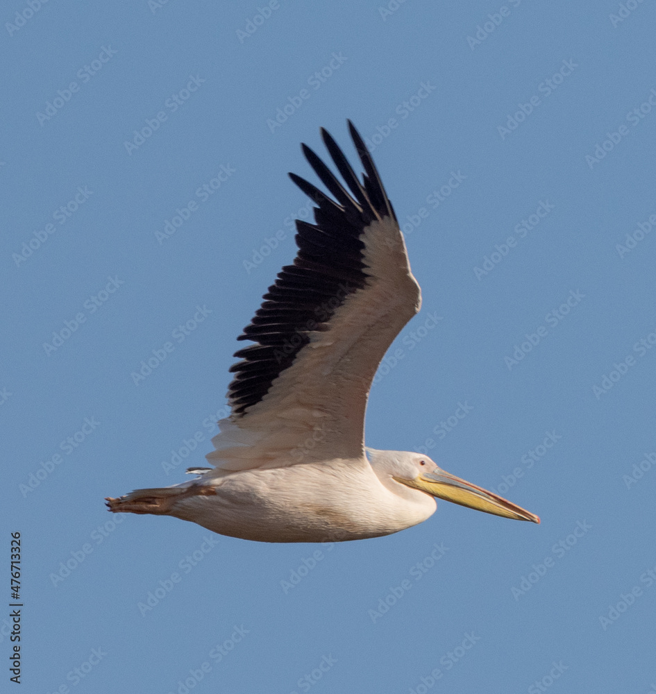 Obraz premium Big beautiful pelican flying on blue sky