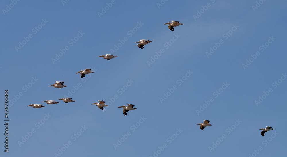 Big beautiful pelicans flying on blue sky