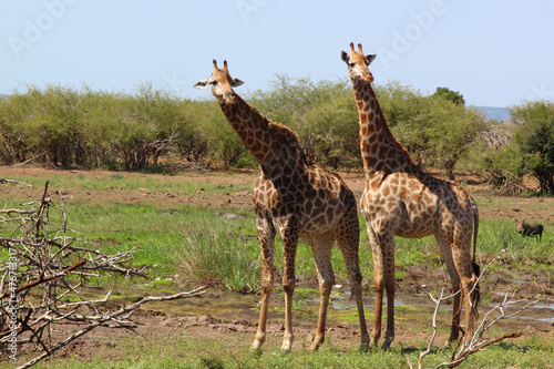 Canvas Print Giraffe / Giraffe / Giraffa camelopardalis