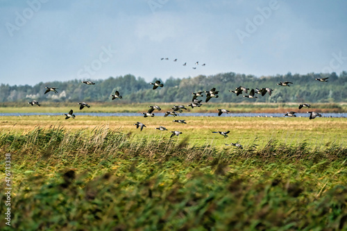 A flock of Barnacle Geese, Branta leucopsis, flying in a blue sky. Above grass and reeds in autumn. In their habitat photo
