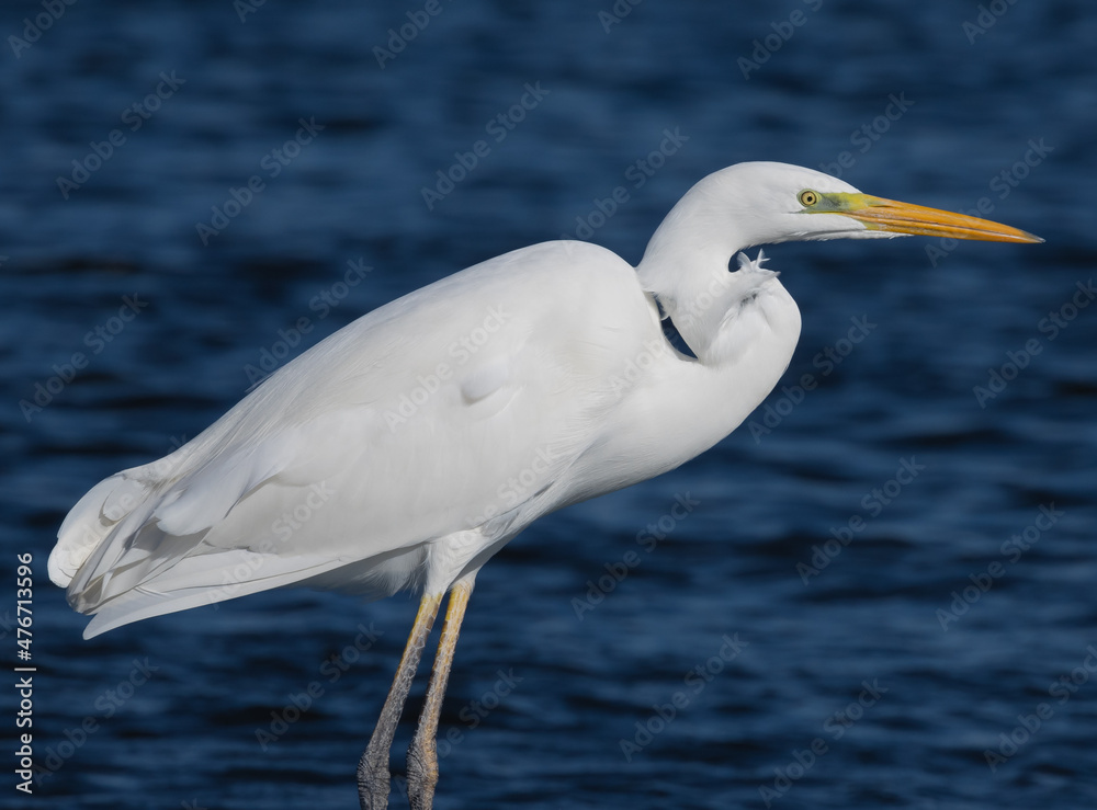 Ardea alba, common egret, large egret, great white egret, great white heron Ardea alba, common egret, large egret, great white egret, great white heron