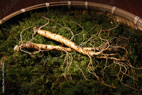 Fotografie Moss and wild ginseng in a basket