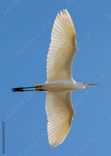 Flying Ardea alba, common egret, large egret, great white egret, great white heron