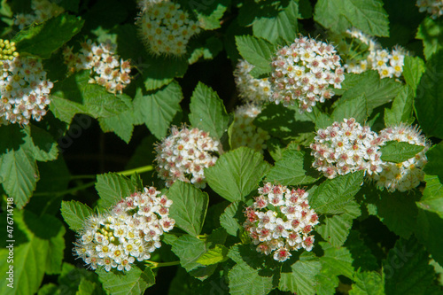  Spiraea japonica, a Japanese meadowsweet, Japanese spirea or Korean spirea, is a plant of the Rosaceae family. Synonym for Spiraea bumalda Burv. and Spiraea japonica var. alpine max. photo