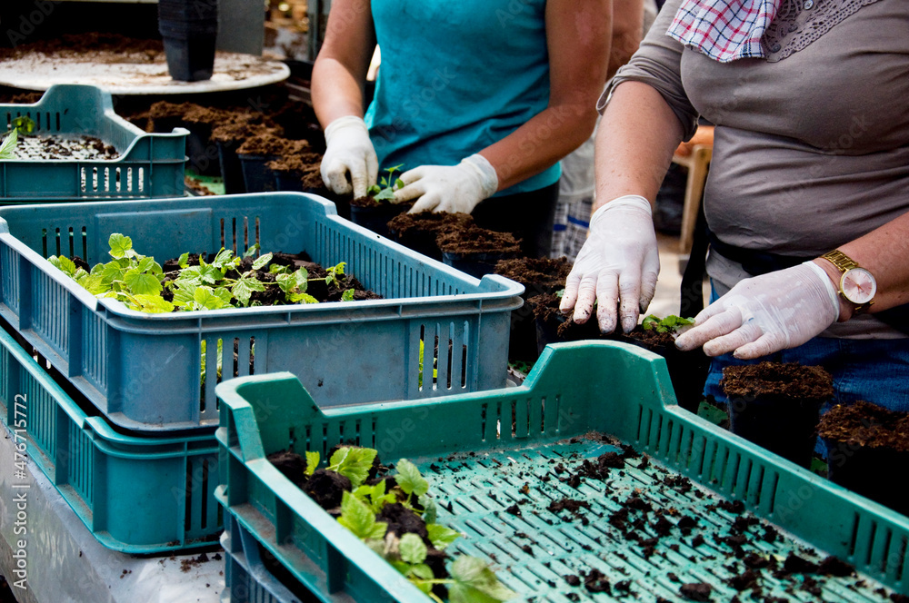 Naklejka premium Starsze kobiety przy linii produkcyjnej podczas sadzenia sadzonek na sadzarce