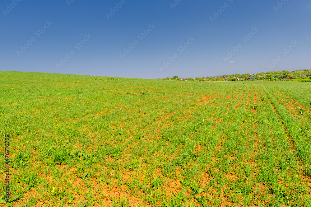  Spring photography, young green wheat grows in the sun, a cereal plant that is the most important kind grown in temperate countries, the grain of which is ground to make flour for bread, pasta, etc