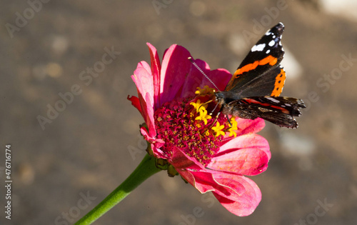 flower Zinnia They are native to the scrub of the Southwest United States to South America with a center of diversity in Mexico Butterfly Vanessa atalanta the red admiral or previously red admirable photo