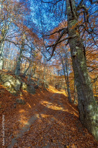 Autumn photos of the Crimean peninsula, Beech hornbeam forests. Forests with a predominance of forest beech make up about 15-40% of forests in Europe. national parks reserves nature parks and reserves