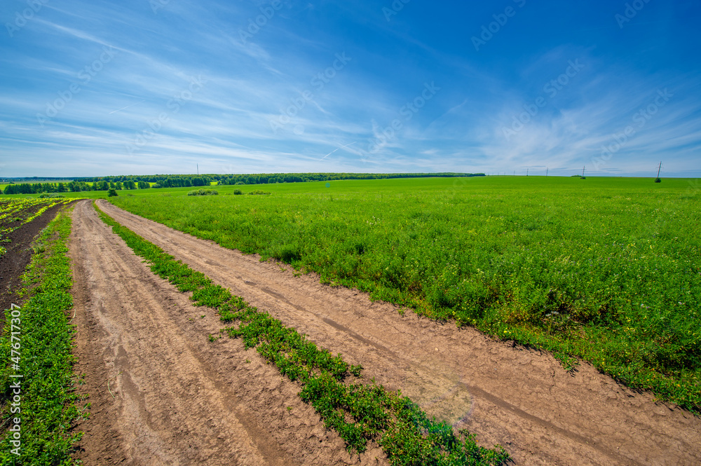 summer landscape, sultry summer days, country rural road, through fields planted on alfalfa fields, corn