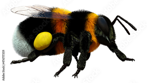 Foto 3D Rendering Bumblebee on White