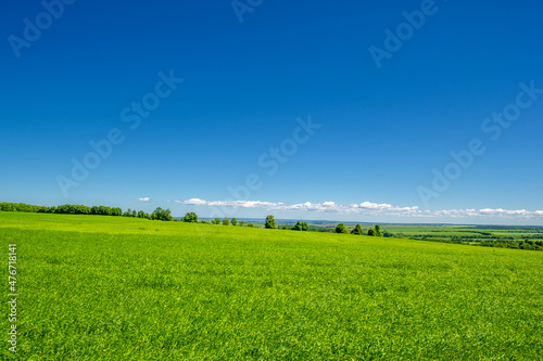summer landscape, green cereals on cultivated fields, wheat, oats, barley, rye grow on a huge field, a walk along the   European part of the earth © Татьяна Мищенко