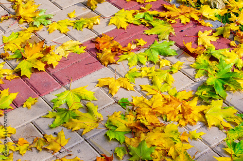 Autumn maple leaf, a flattened structure of a higher plant, similar to a blade that attaches directly to the stem or through the stem. Leaves are the main organs of photosynthesis and transpiration.