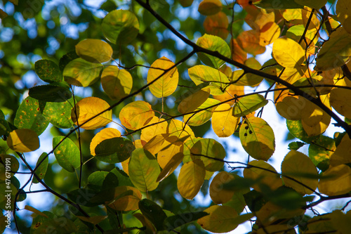 autumn landscape, sketch of autumn in the photo, yellow burgundy red leaves, summer petition, joyful pictures