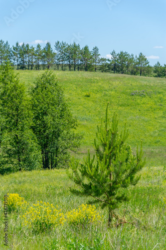 summer landscape  meadow fields  ravines  rowan pine trees hazel  wildflowers  European part of the earth