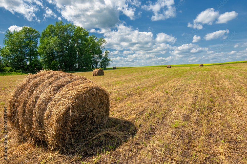 Summer landscape, haymaking, hayfields are huge round bales of hay. This is a compact way to store large amounts of hay with much less human stress.