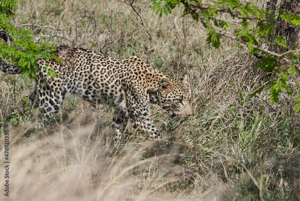 Obraz premium leopard, Panthera pardus, wounded after fight