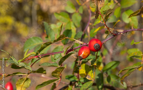 Red rosehip berries on bush growing in winter forest. Ripe medicinal fruits of briar