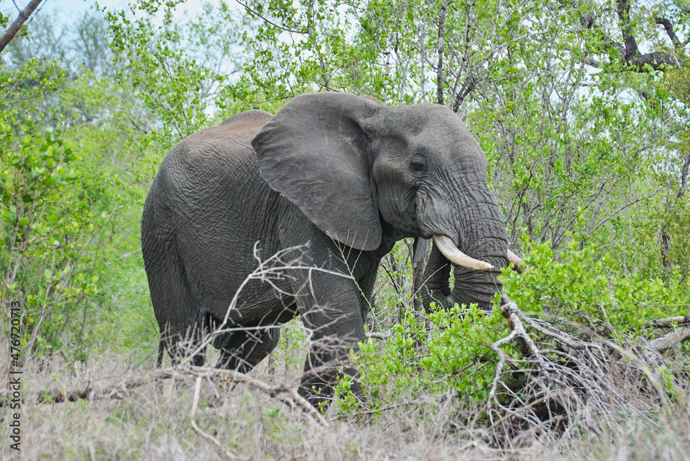Big African elephant bull, Loxodonta, standing in the african bush