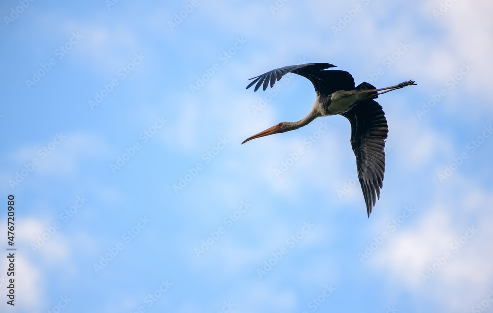 Painted stork (Mycteria Leucocephala) bird in-flight photograph. Large wader in the stork family. Painted stork (Mycteria Leucocephala) bird in-flight photograph. Large wader in the stork family.