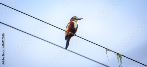 Kingfisher perch on the electric wire close up shot, White-throated kingfisher is also known as white-breasted kingfisher, photo