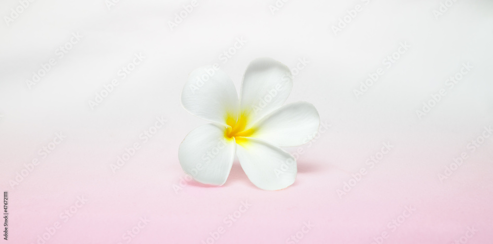 Beautiful Frangipani flower isolated close-up photo. perfect for banner or initiation card background.