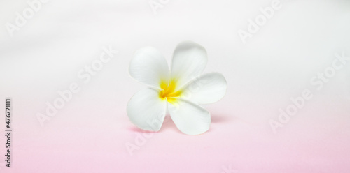 Beautiful Frangipani flower isolated close-up photo. perfect for banner or initiation card background.